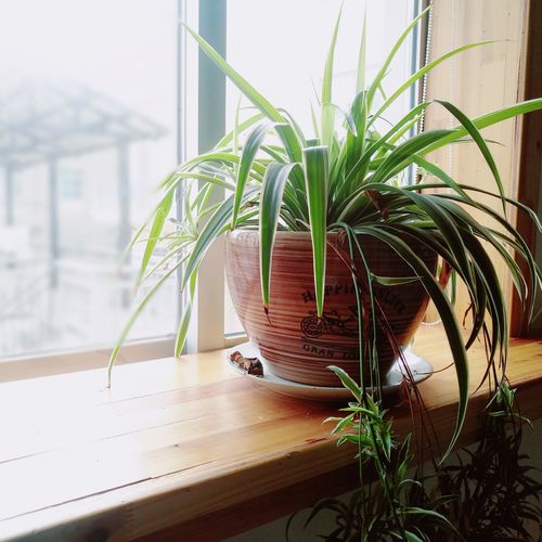 窗台强阳植物